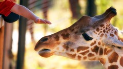Animals children hands Giraffes