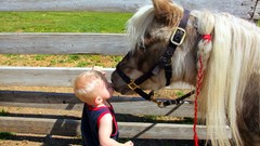 Animals children Horses kissing Mammals