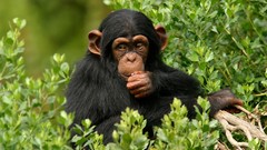 Animals chimpanzee apes