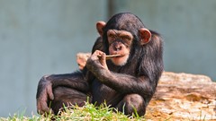 Animals chimpanzee eating