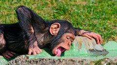 Animals chimpanzee licking