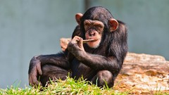 Animals chimpanzee monkeys thinking wild animals