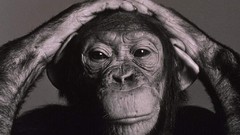 Animals chimpanzee monochrome