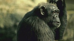 Animals chimpanzee wildlife