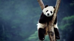 Animals China bing blurred background panda bears