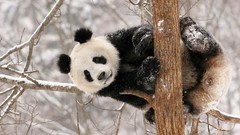Animals China panda bears