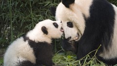 Animals China playing baby animals panda bears