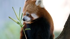 Animals China red pandas