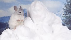 Animals chinchilla
