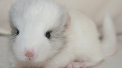 Animals chinchilla baby animals