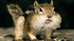 Animals chipmunks