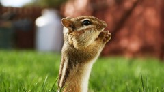 Animals chipmunks