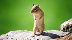 Animals chipmunks