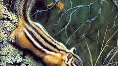 Animals chipmunks