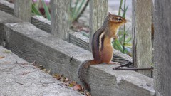 Animals chipmunks