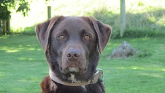 Animals chocolate Dogs ears brown Noses labrador retriever