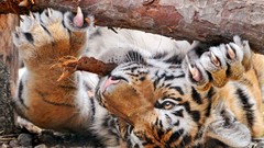 Animals claws Tigers tree trunk