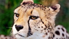 Animals close-up cheetahs wildlife