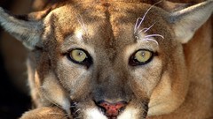 Animals close-up cougars