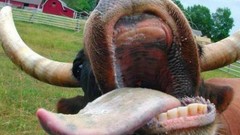Animals close-up Cows tongue