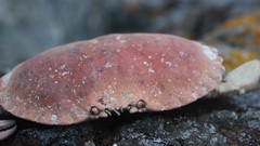 Animals close-up crabs
