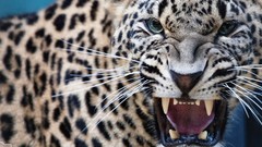 Animals close-up fangs Leopards whiskers feline
