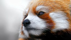Animals close-up firefox red pandas