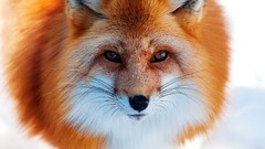 Animals close-up foxes