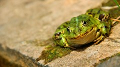 Animals close-up Frogs amphibians