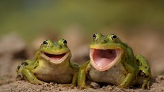 Animals close-up Frogs smiling laughing