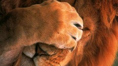 Animals close-up funny lonely Lions live