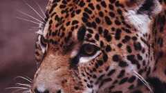 Animals close-up jaguars