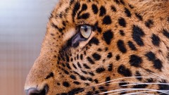 Animals close-up Leopards
