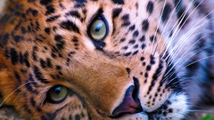 Animals close-up Leopards