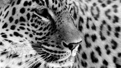 Animals close-up Leopards jaguars grayscale