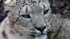 Animals close-up Leopards snow leopards