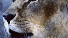 Animals close-up Lions