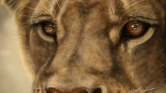 Animals close-up Lions