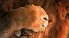 Animals close-up Lions facepalm