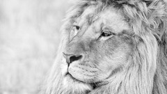 Animals close-up Lions grayscale