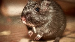 Animals close-up mice