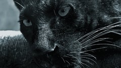 Animals close-up panthers