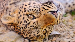 Animals close-up pebbles Leopards
