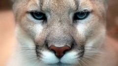 Animals close-up puma