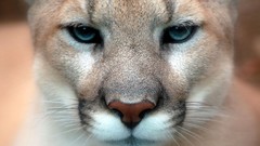Animals close-up puma faces cougars mountain lions