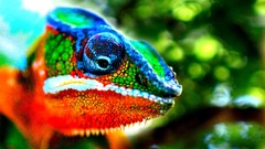 Animals close-up Reptiles multicolor chameleons blurred 