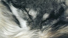 Animals close-up sleeping Wolves national geographic