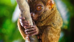 Animals close-up tarsiers