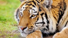 Animals close-up Tigers