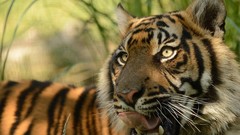 Animals close-up Tigers